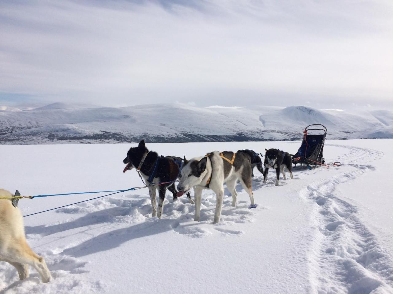 Jotunheimen Husky Lodge Randsverk Bagian luar foto
